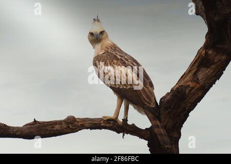 Falco-aquila crestata che riposa sul pearch al Parco Nazionale di Bandhavgarh, India Foto Stock