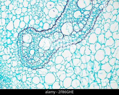 Sezione trasversale dello stelo di Fern sotto il microscopio, il campo visivo orizzontale è di circa 0,85 mm Foto Stock