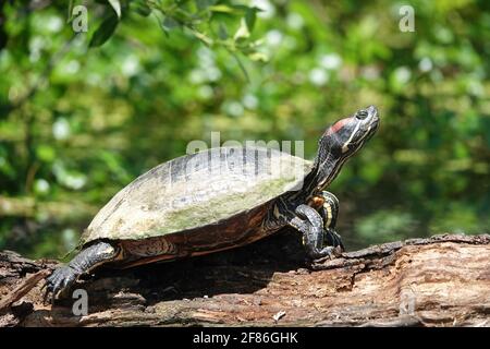 Tartaruga dalle orecchie rosse (Trachemys scripta elegans) Foto Stock