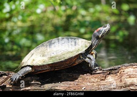 Tartaruga dalle orecchie rosse (Trachemys scripta elegans) Foto Stock