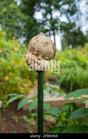 Una bambola testa su un palo in giardino Foto Stock