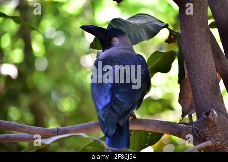 Closeup di una casa indiana corvo che si trova nella filiale nel campus jnu Foto Stock