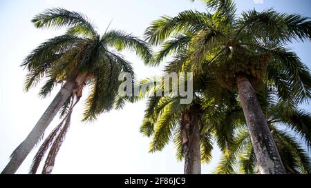 mata de sao joao, bahia / brasile - 16 ottobre 2020: Palme imperiali sono viste in una piazza pubblica nella città di Mata de Sao Joao. Foto Stock