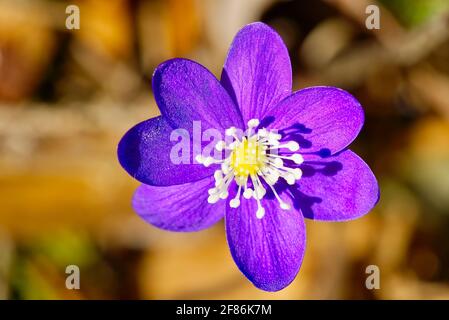 Fioritura nel purple della foresta Hepatica. Piante medicinali protette da hepatica nobilis o Anemone hepatica Foto Stock