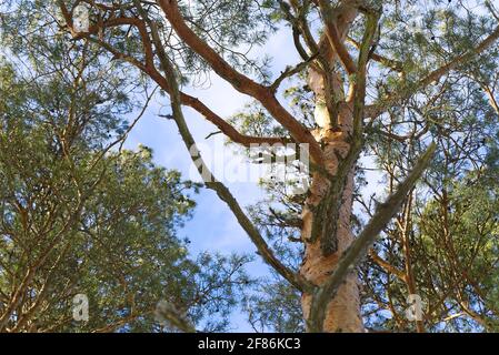 Ramo di pino e foglie con cielo blu, sparato dal fondo. Pino grande, foto dal basso Foto Stock