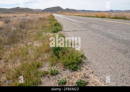 La strada vuota attraversa il deserto e i papaveri dorati della California lungo la strada, la pianura di Carrizo, nella contea di San Luis Obispo, in California, a sud-est. Foto Stock