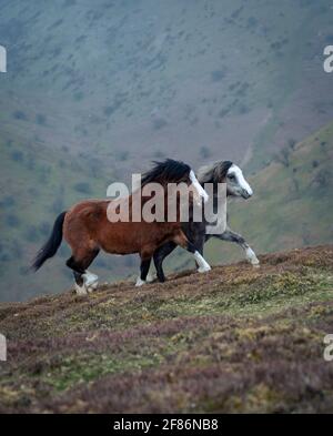 Pony selvaggi che giocano nelle colline di Shropshire Foto Stock