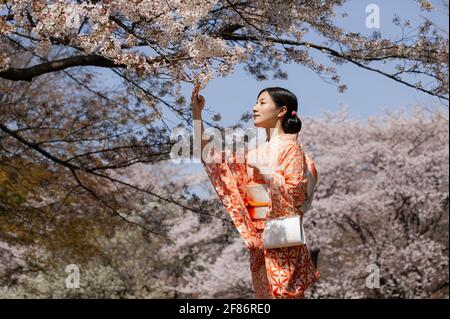 Bella giovane donna in kimono giapponese sotto alberi di fiori di ciliegio Foto Stock