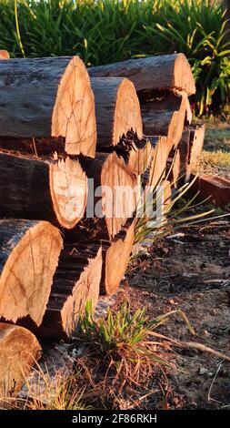 mucchio di legno che è stato alterato nel tempo, tritato pronto per essere bruciato. Mullion Creek, NSW, Australia. Foto Stock