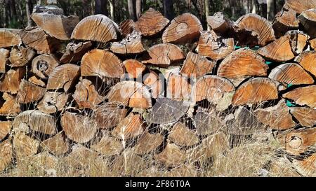 mucchio di legno che è stato alterato nel tempo, tritato pronto per essere bruciato. Mullion Creek, NSW, Australia. Foto Stock