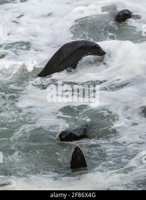 Seal Colony, Tauranga Bay, Isola del Sud, Nuova Zelanda, 5 aprile, 2021 - Nuova Zelanda foche da pelliccia Godetevi il surf presso la colonia di foche di Cape Foulwind nella Baia di Tauranga vicino a Westport sulla Costa Occidentale della Nuova Zelanda. Credito: Rob Taggart/Alamy Foto Stock