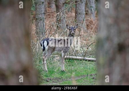 Femmina allow Deer guardando tra due alberi Foresta di Dean REGNO UNITO Foto Stock