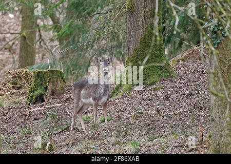 Femmina di allow Deer Forest di Dean UK Foto Stock