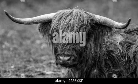 Un bestiame delle Highlands scozzesi con corna lunghe Foto Stock