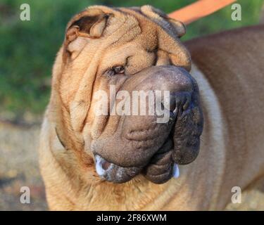 Shar Pei testa Foto Stock