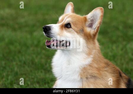 Pembroke Welsh Corgi Foto Stock