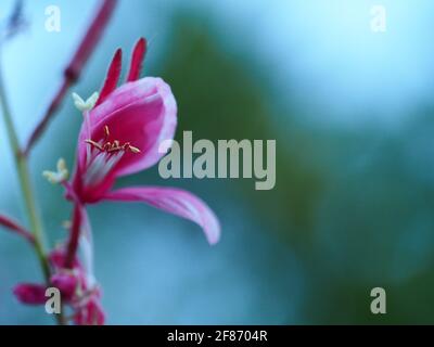 Macro di un fiore rosa a farfalla sul lato della foto su un colore di sfondo verde blu sfocato di colore mentato, ideale per lo spazio di copia e la presentazione Foto Stock