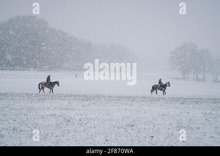 Epsom Downs, Regno Unito. 12 Aprile 2021. Cavalli da corsa che si allenano nella neve che è caduto sulle colline Surrey questa mattina. Credit: Edward Webb/Alamy Live News Foto Stock