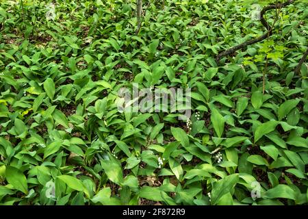 Lily del campo di gambi verdi della valle in primavera, piante di Convallaria majalis Foto Stock