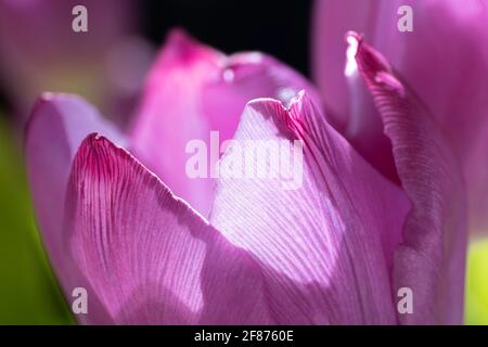 Macro foto di un singolo tulipano viola chiaro con sfocato sfondo verde e viola Foto Stock