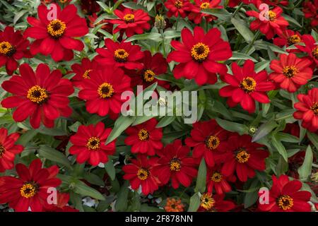Eleganti zinnie in fiore rosso della varietà profusione Cherry Foto Stock