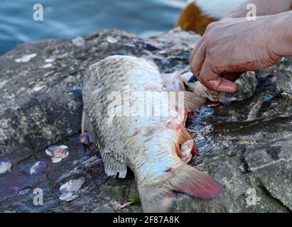 Le mani di un pescatore pulisce i pesci di fiume appena pescati dalle scale di carpa nelle condizioni di campo. Foto Stock