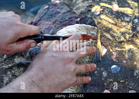 Le mani di un pescatore pulisce i pesci di fiume appena pescati dalle scale di carpa nelle condizioni di campo. Foto Stock
