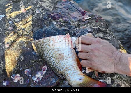 Le mani di un pescatore pulisce i pesci di fiume appena pescati dalle scale di carpa nelle condizioni di campo. Foto Stock