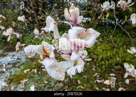 Magnolie: Marrone la magnolia fiorisce in un giardino a Surrey, nel sud-est dell'Inghilterra dopo la fine di metà aprile non stagionale gelo, neve e basse temperature Foto Stock
