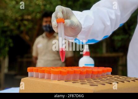 Nuova Delhi, India. 12 Aprile 2021. Un operatore sanitario che indossa un dispositivo di protezione individuale (PPE) inserisce una fiala campione con tampone a bocca in una scatola dopo il test Covid-19 Reverse Transcription Polymerase Chain Reaction (RT-PCR) presso il centro di test sul lato strada dell'area industriale di Wazzirpur a Nuova Delhi. L'India ha registrato 168,912 nuovi casi di Covid-19, il picco più alto di un giorno e 904 decessi nelle ultime 24 ore. (Foto di Naveen Sharma/SOPA Images/Sipa USA) Credit: Sipa USA/Alamy Live News Foto Stock