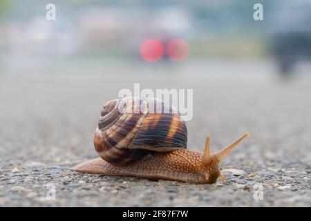 La lumaca si muove lentamente sull'asfalto Foto Stock