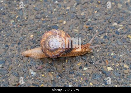 La lumaca si muove lentamente sull'asfalto Foto Stock