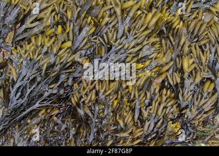 Strato spesso di alghe, Bladder rack, con molti organi riproduttivi Foto Stock