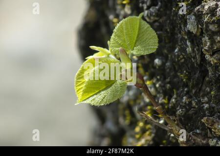 Le foglie di Linden piccole emergono da Trunk. Su piccolo Twig insieme alle gemme. Foto macro. Foto Stock