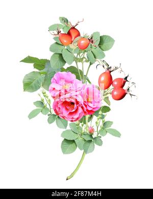 Ramo di rosa cane con fiori rossi e bacche. Rametto di anca di Rosa (Eglantine, Briar, Brier). Isolato su sfondo bianco Foto Stock