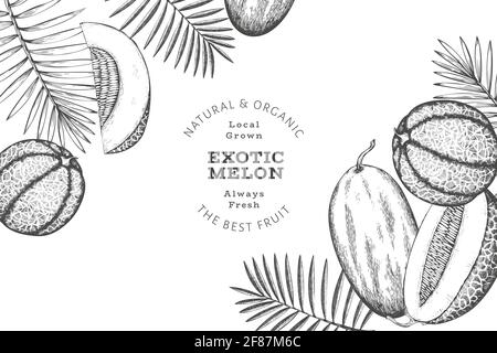 Meloni con foglie tropicali modello di disegno. Illustrazione della frutta esotica del vettore disegnata a mano. Banner di frutta in stile retrò. Foto Stock