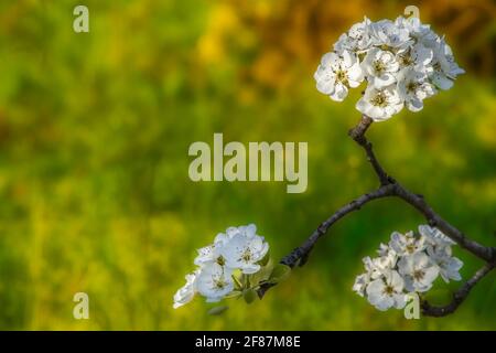 Tre Clusters di fiori di pera su un ramo. Su sfondo sfocato brillante. Macro Foto dell'evento di primavera. Foto Stock