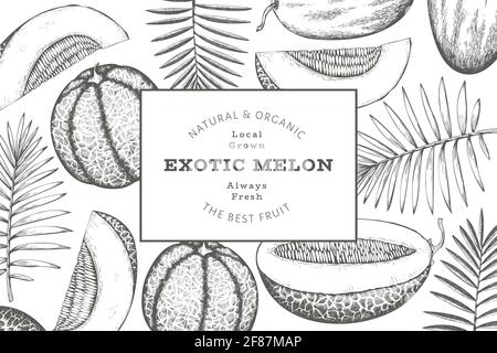 Meloni con foglie tropicali modello di disegno. Illustrazione della frutta esotica del vettore disegnata a mano. Banner di frutta in stile retrò. Foto Stock