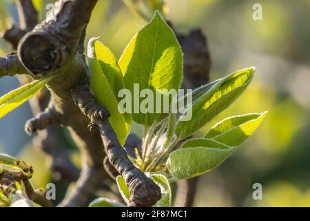 Giovane Pere lascia aprire su un ramo. Primo piano Foto di fase di crescita precoce della pianta Foto Stock