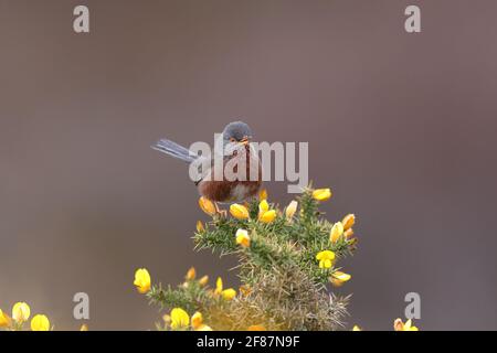 Il Warbler di Dartford è un tipico Warbler proveniente dalle parti più calde dell'Europa occidentale e dell'Africa nordoccidentale. Foto Stock