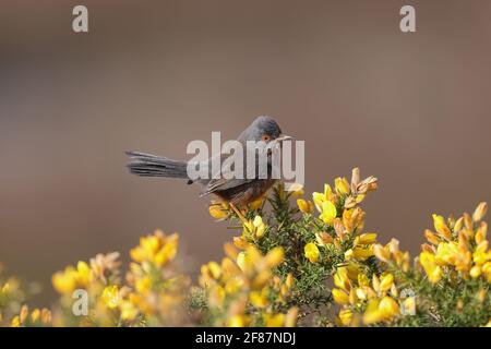 Il Warbler di Dartford è un tipico Warbler proveniente dalle parti più calde dell'Europa occidentale e dell'Africa nordoccidentale. Foto Stock