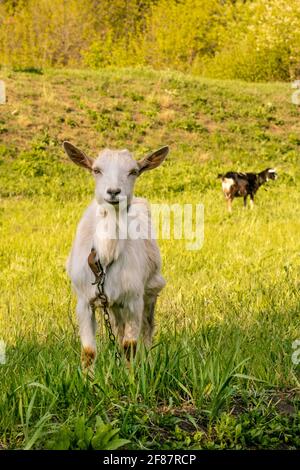 Divertenti grappi di capra bianca guardano la macchina fotografica su un prato in estate. Allevamento di animali domestici Foto Stock