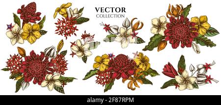 Bouquet di fiori di plumeria colorata, allamanda, clerodendrum, champak, etlingera, ixora Illustrazione Vettoriale