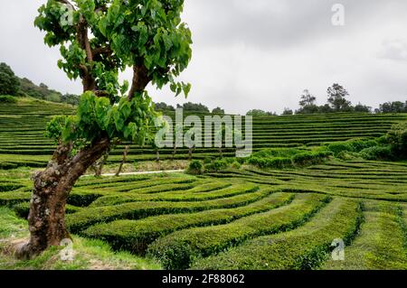 Piantagione di tè sull'isola di Sao Miguel, Azzorre. Foto Stock