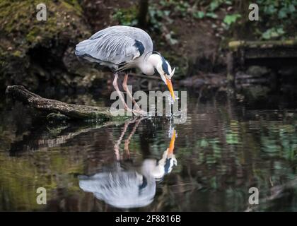 Bella grigio blu airone grande si trovava su log in pesca lago. Grande uccello colorato in piedi con collo lungo e becco guardando giù stagno acqua riflessione Foto Stock