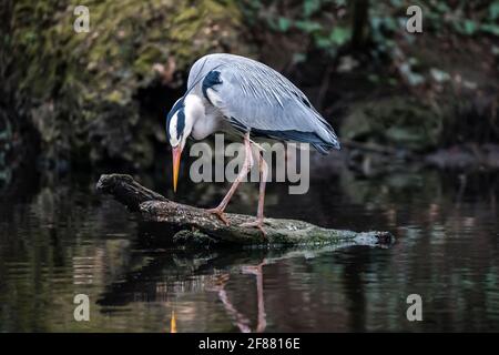 Bella grigio blu airone grande si trovava su log in pesca lago. Grande uccello colorato in piedi con collo lungo e becco guardando giù stagno acqua riflessione Foto Stock