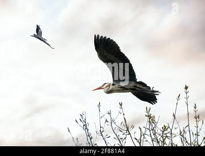 Due splendidi aironi blu selvaggi, un grande uccello alato che vola con grazia sopra l'albero con il cielo del tramonto alle spalle. Ali di cicogna massicce gambe lunghe collo Foto Stock