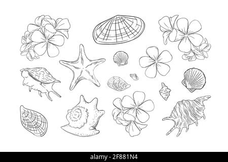 Conchiglie e frangipani set. Conchiglie e fiori plumera isolati su sfondo bianco. Illustrazione del vettore di schizzo Illustrazione Vettoriale