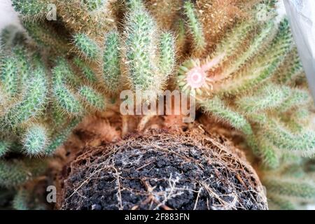 Un grande cactus ad ago sottile, impresso in un sacchetto per la spazzatura. Chiudi Foto Stock