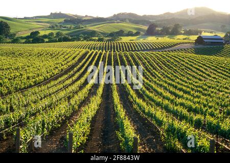 Stati Uniti, California. Napa Valley, Carneros Valley, vigneti Foto Stock